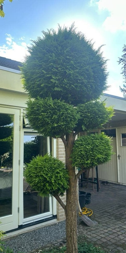 Prachtig gesnoeide conifeer in bolvorm, Vaste plant, Bloeit niet, Halfschaduw, Ophalen