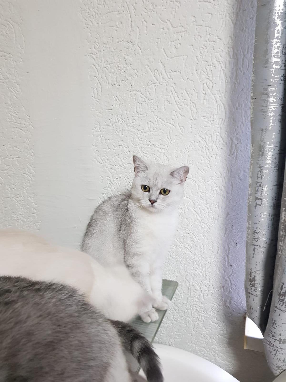 Britse kort haar te koop 2 katten, Poes