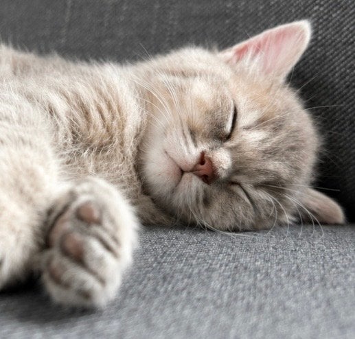 Britse korthaar kitten, Poes, Kortharig, 0 tot 2 jaar