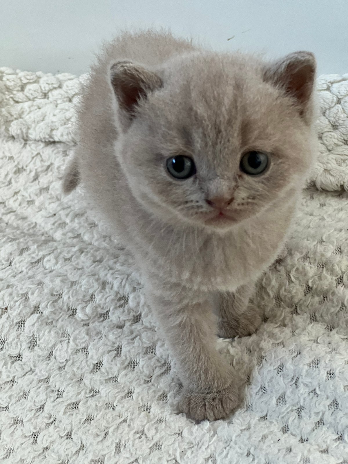 Britse korthaar kittens lilac en creame., Meerdere dieren, Met stamboom, 0 tot 2 jaar