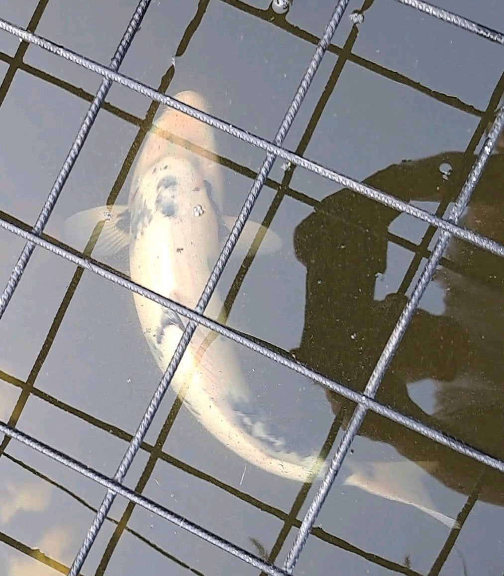 koi karper, Karper of Koi