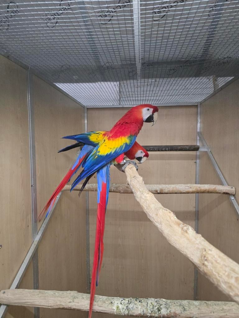 Kweekkoppel geelvleugel aras bij Animal trade, Dieren en Toebehoren, Vogels | Parkieten en Papegaaien, Meerdere dieren, Papegaai