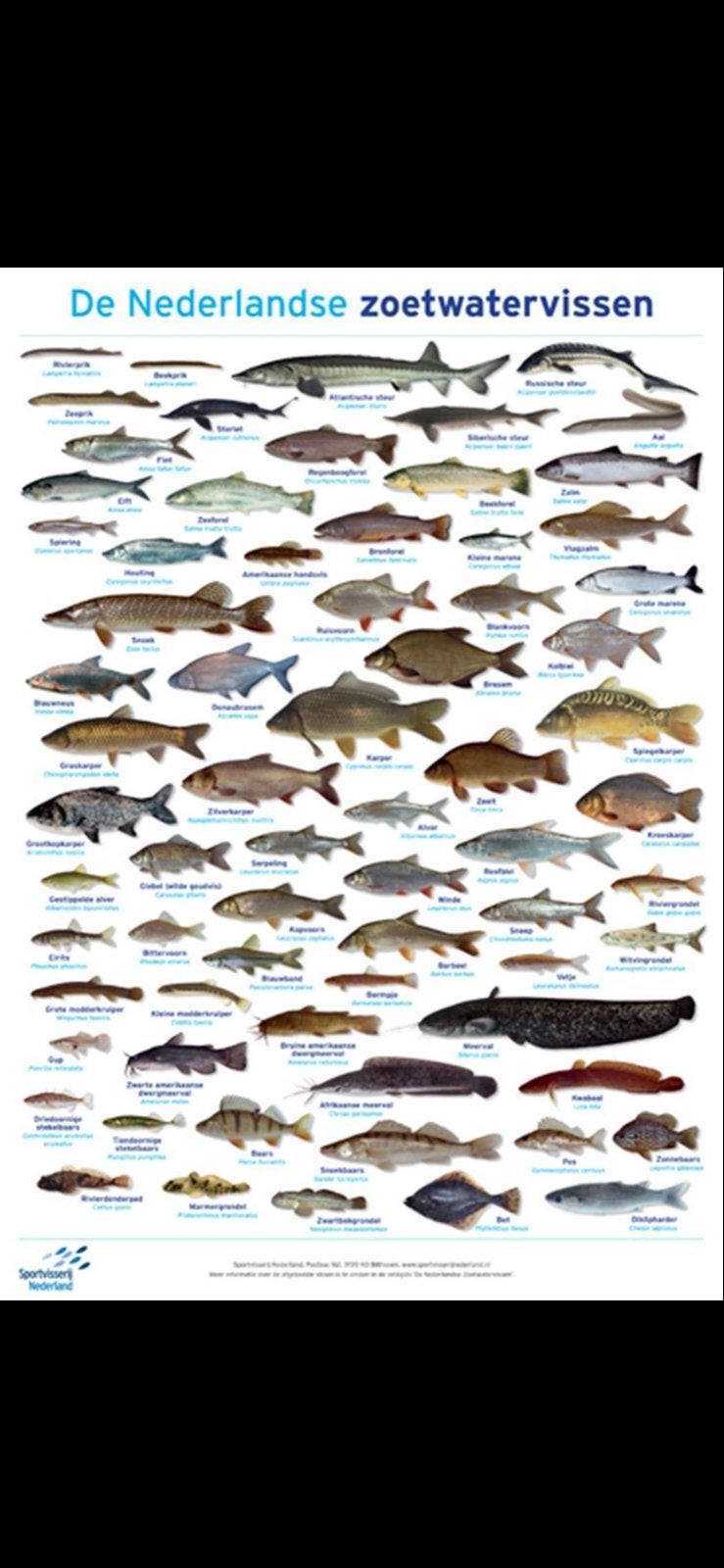 Gevraagd poster zoutwatervissen, Vis, Zoetwatervis