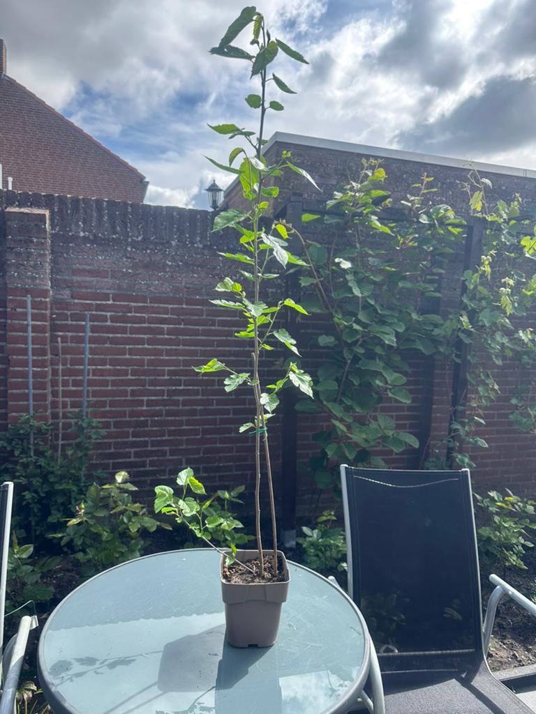 Moerbeiboom, Tuin en Terras, Planten | Bomen, Ophalen, Volle zon, Overige soorten