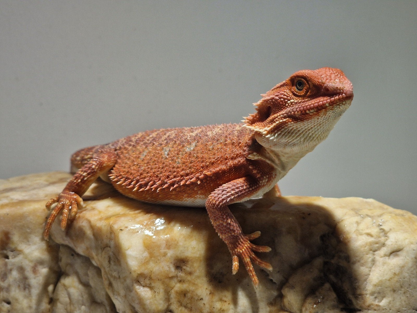 DRACO REPTILES – Prachtige Baardagaam Nakweek Bearded Dragon photo 14