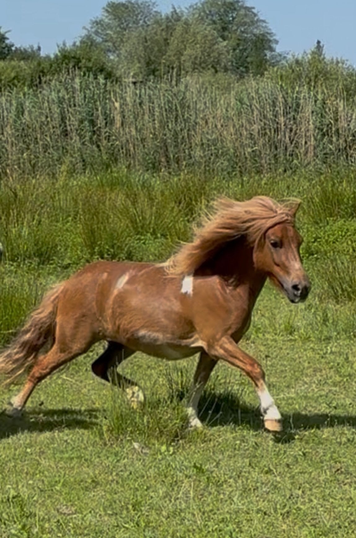 Leuke grote maat gereden shetlander ruin, Dieren en Toebehoren, Pony's, Ruin, A pony (tot 1.17m), 3 tot 6 jaar, Met stamboom
