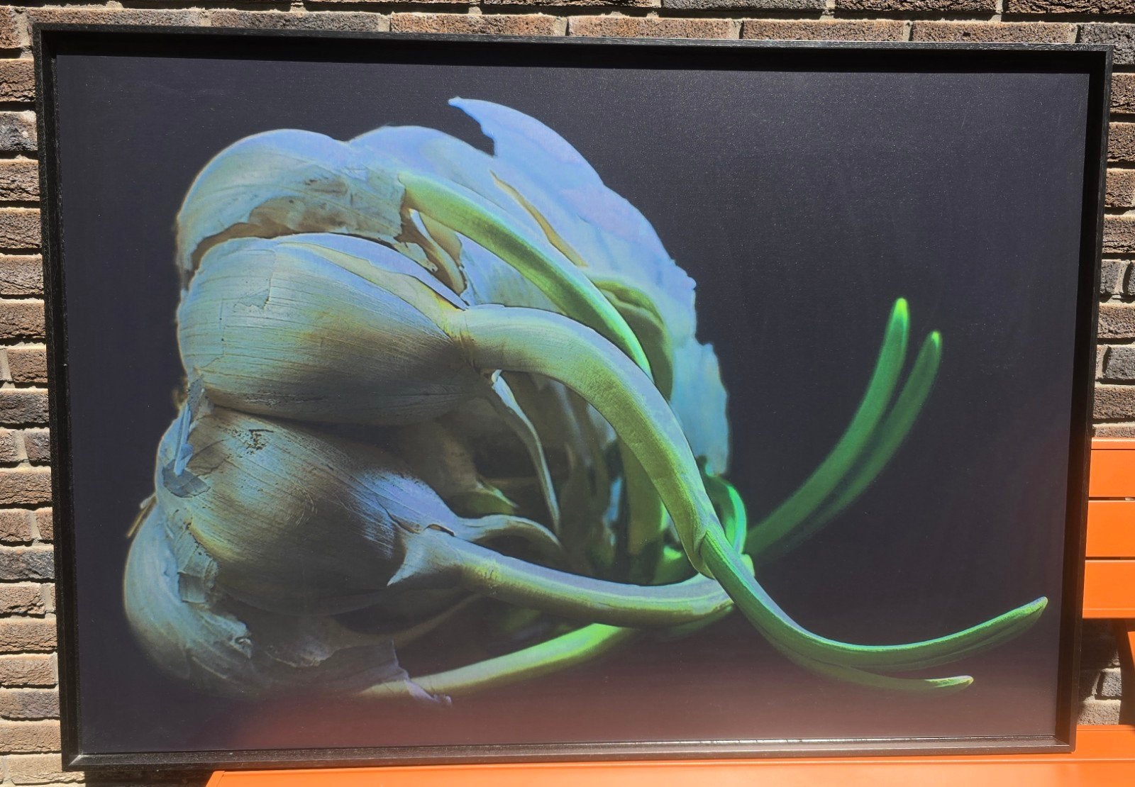 Kunstwerk van knoflook met uitlopers op dibond, Ophalen