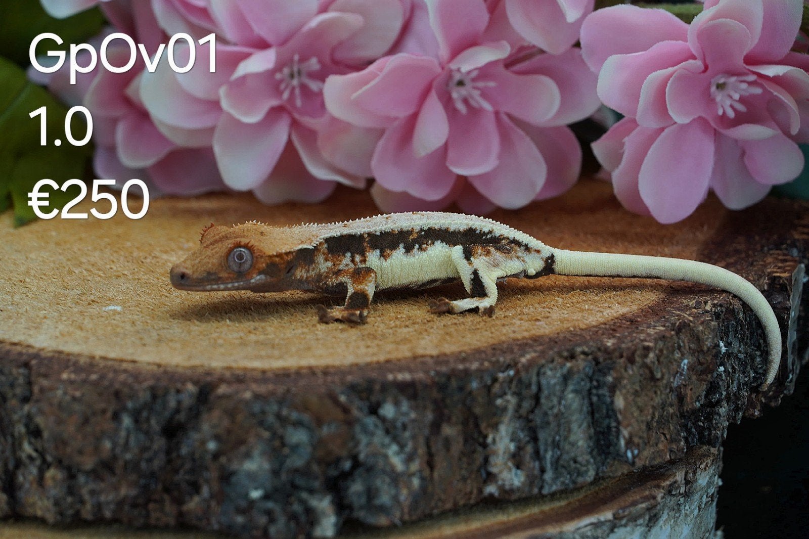 Wimpergekko C.Ciliatus Man, Hagedis, Tam, 0 tot 2 jaar