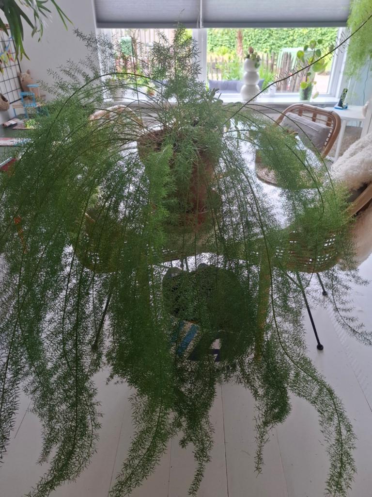 Grote Asparagus varen inclusief pot en schotel, Ophalen, Overige soorten, Halfschaduw, In pot