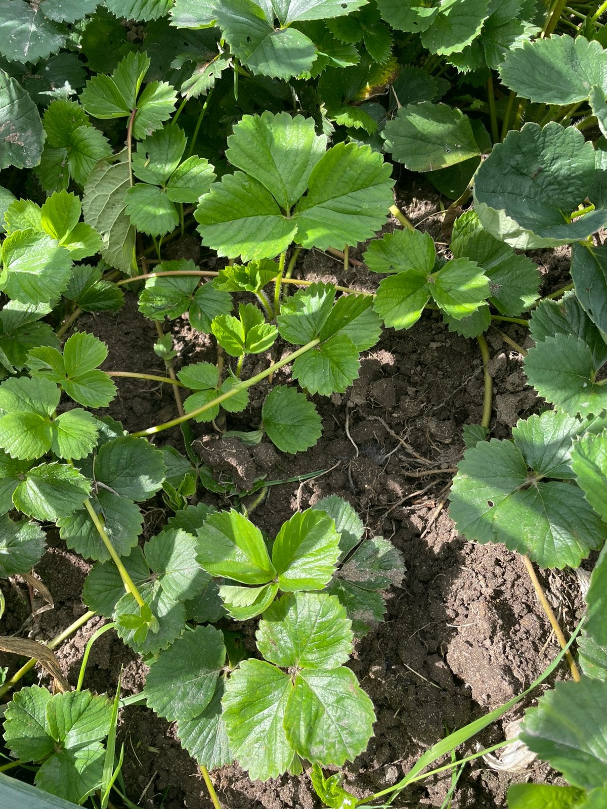 Hollandse aardbei plantjes, Tuin en Terras, Volle zon, Vaste plant, Ophalen of Verzenden, Zomer