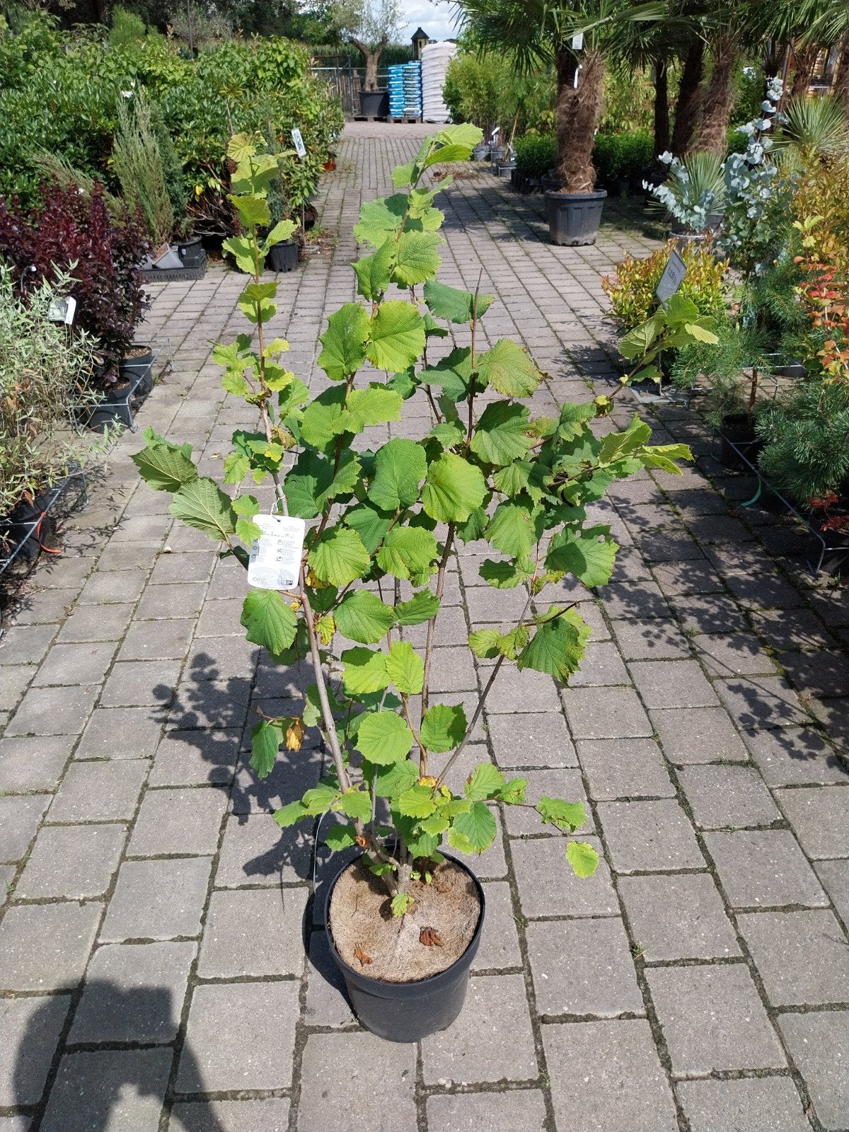 Hazelaar (Corylus avellana) - Sterke struik voor uw tuin, Tuin en Terras, Ophalen, Overige soorten, Struik, 100 tot 250 cm
