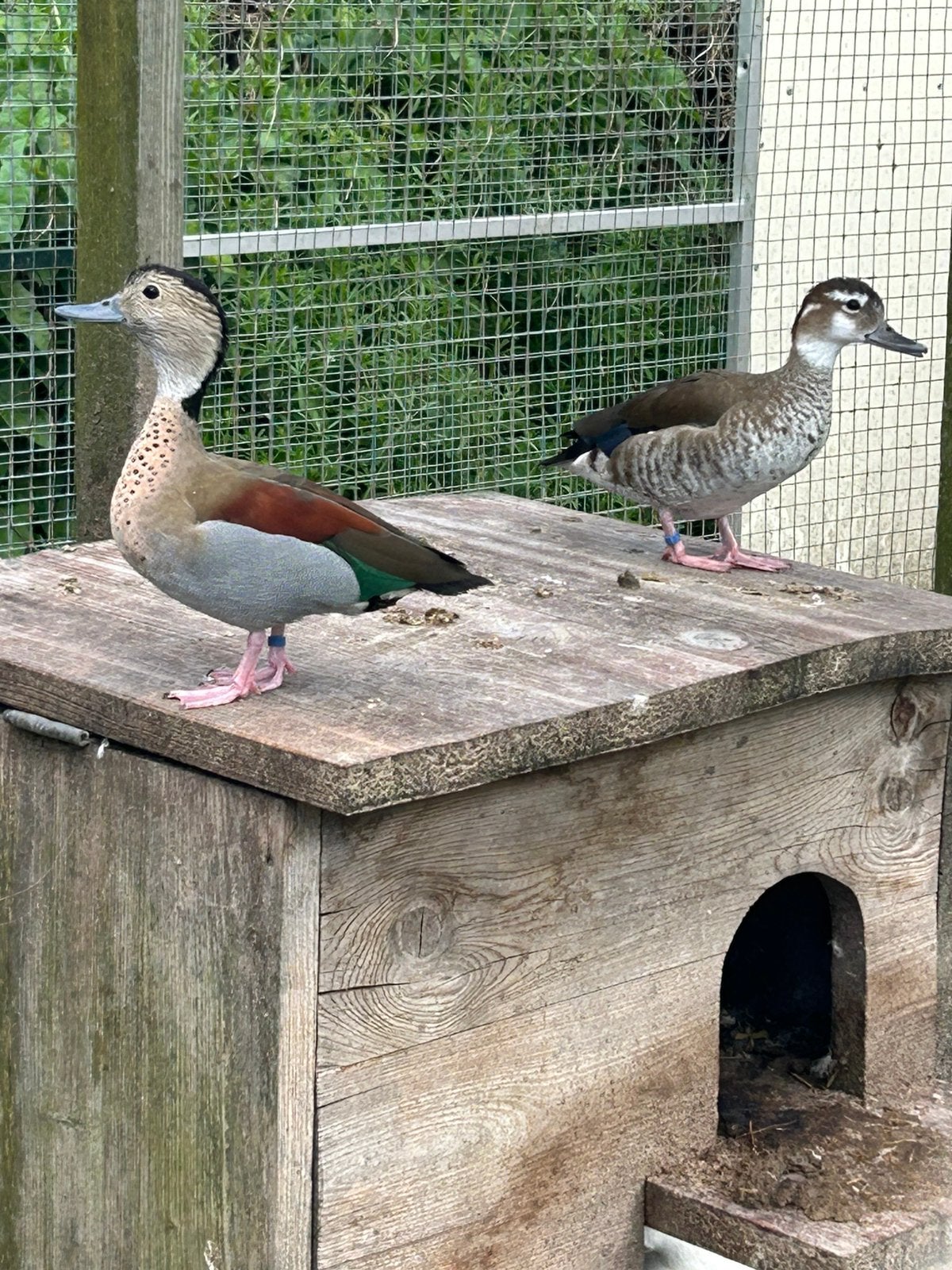 Koppel roodschoudertalingen, Meerdere dieren, Eend