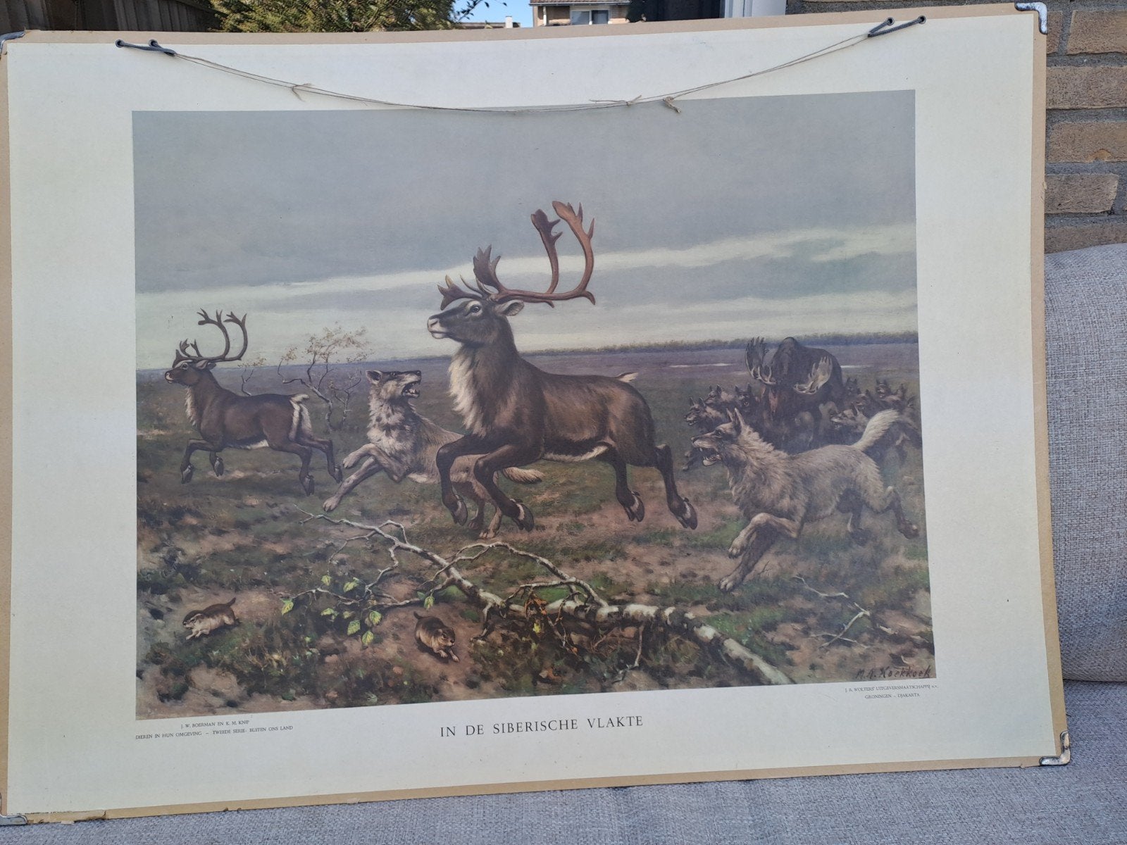 Vintage schoolplaten: Dieren in hun omgeving ), Antiek en Kunst, Antiek | Schoolplaten, Ophalen, Natuur en Biologie