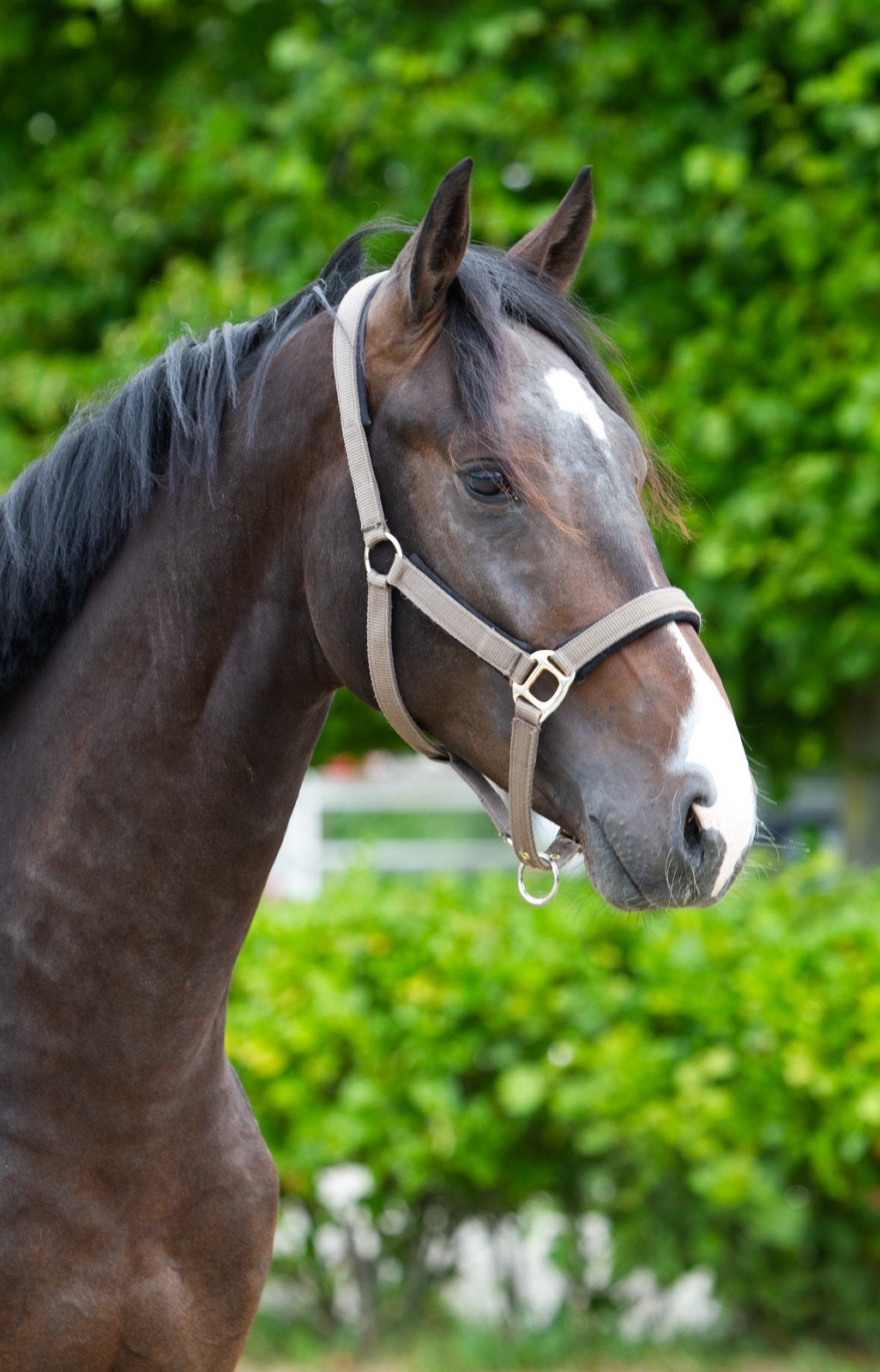 2 jarige hengst van Merlot VDL, Dieren en Toebehoren, Paarden, Hengst, Dressuurpaard, 0 tot 2 jaar
