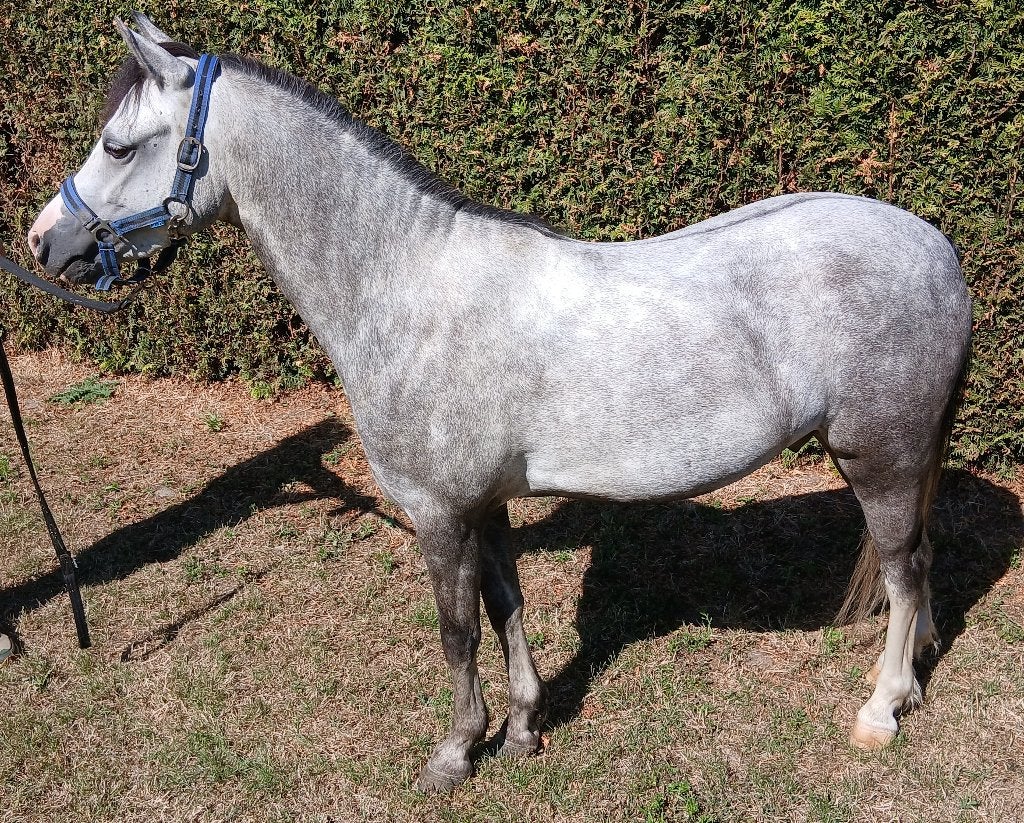 Te koop 4 jarige A welsh, Met stamboom, Ruin, Zadelmak, 3 tot 6 jaar