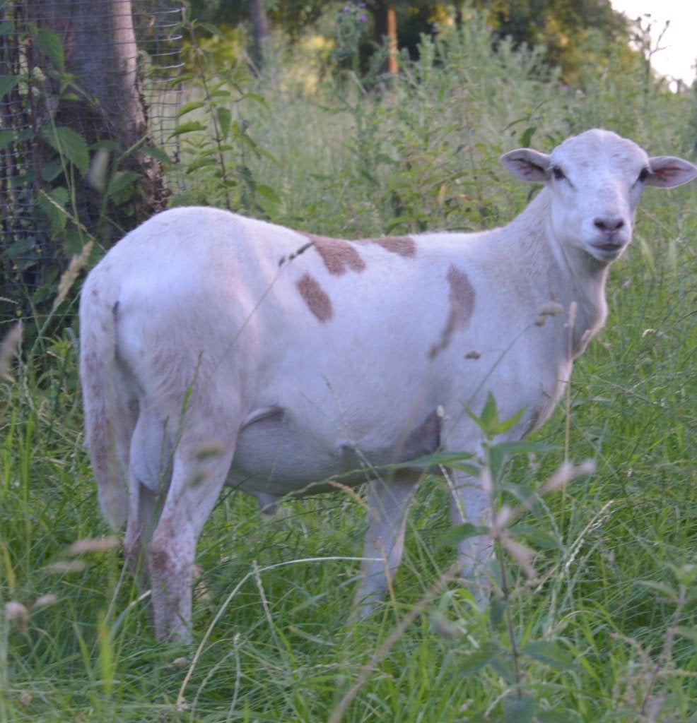 Easycare/maasduinen ram lammeren, Dieren en Toebehoren, Schapen, Geiten en Varkens, Mannelijk, Schaap, 0 tot 2 jaar