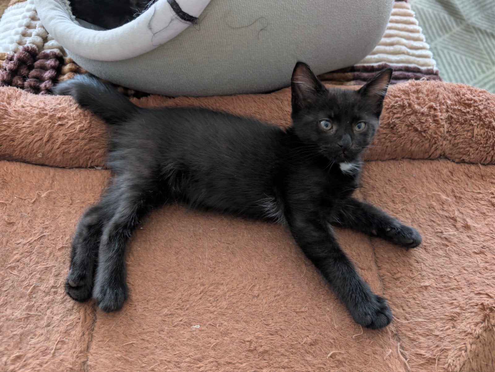 2 kittens aangeboden, Dieren en Toebehoren, Katten en Kittens | Overige Katten, Meerdere dieren