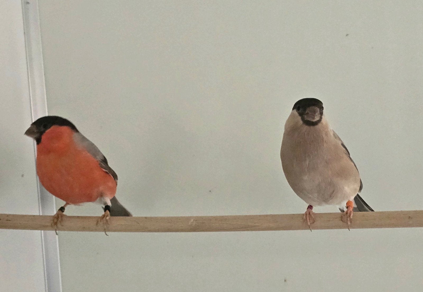 Noorse goudvinken, goudvinken, Europees cultuur vogel,bruin, Dieren en Toebehoren, Meerdere dieren