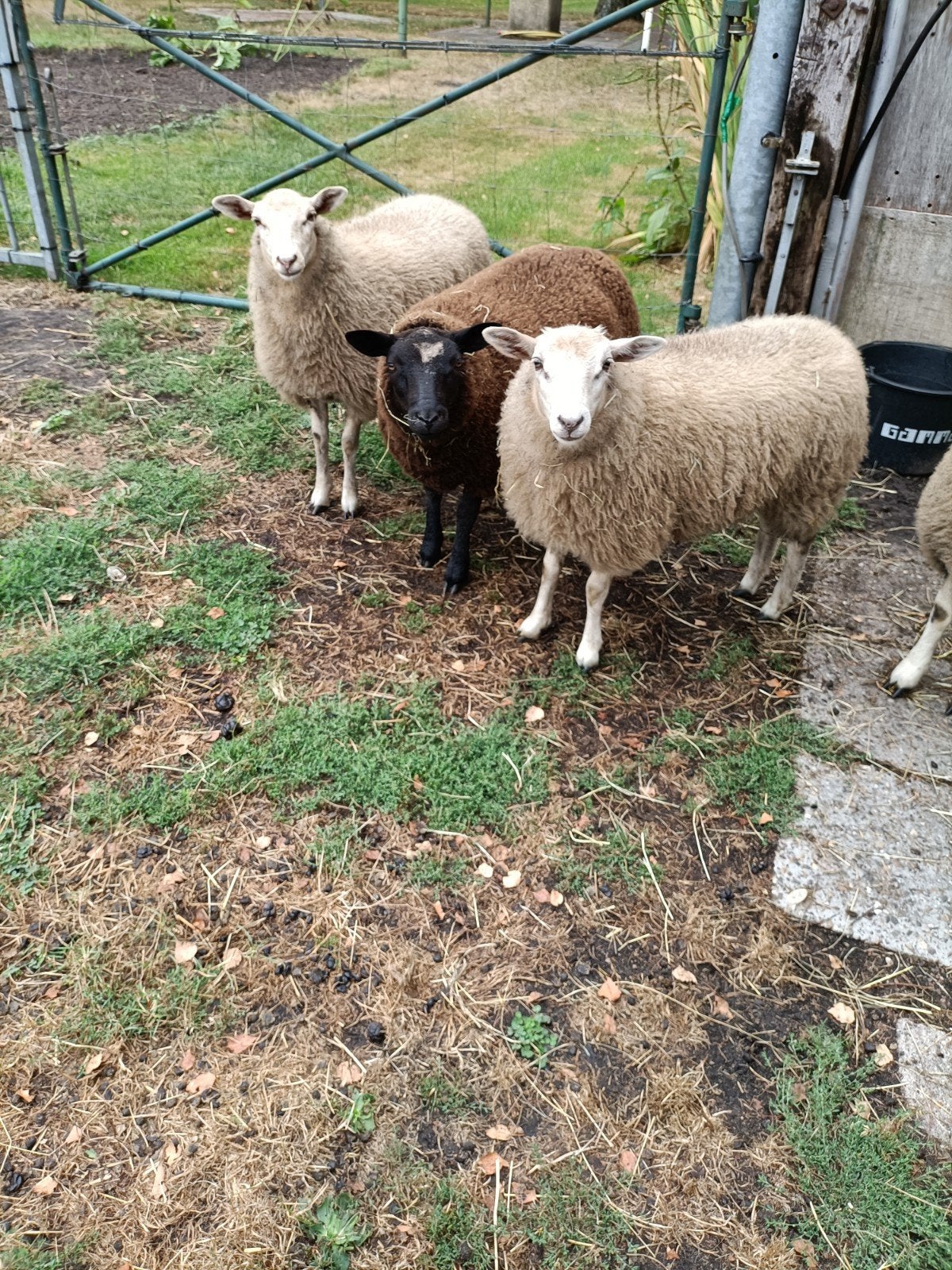 4 schapen aangeboden, Dieren en Toebehoren, Vrouwelijk, Schaap