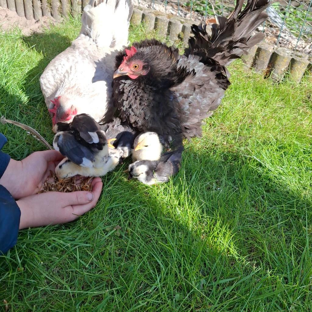 Te koop Chabo hen 2x met 7 chabo kuikentjes, Dieren en Toebehoren, Pluimvee, Vrouwelijk, Kip
