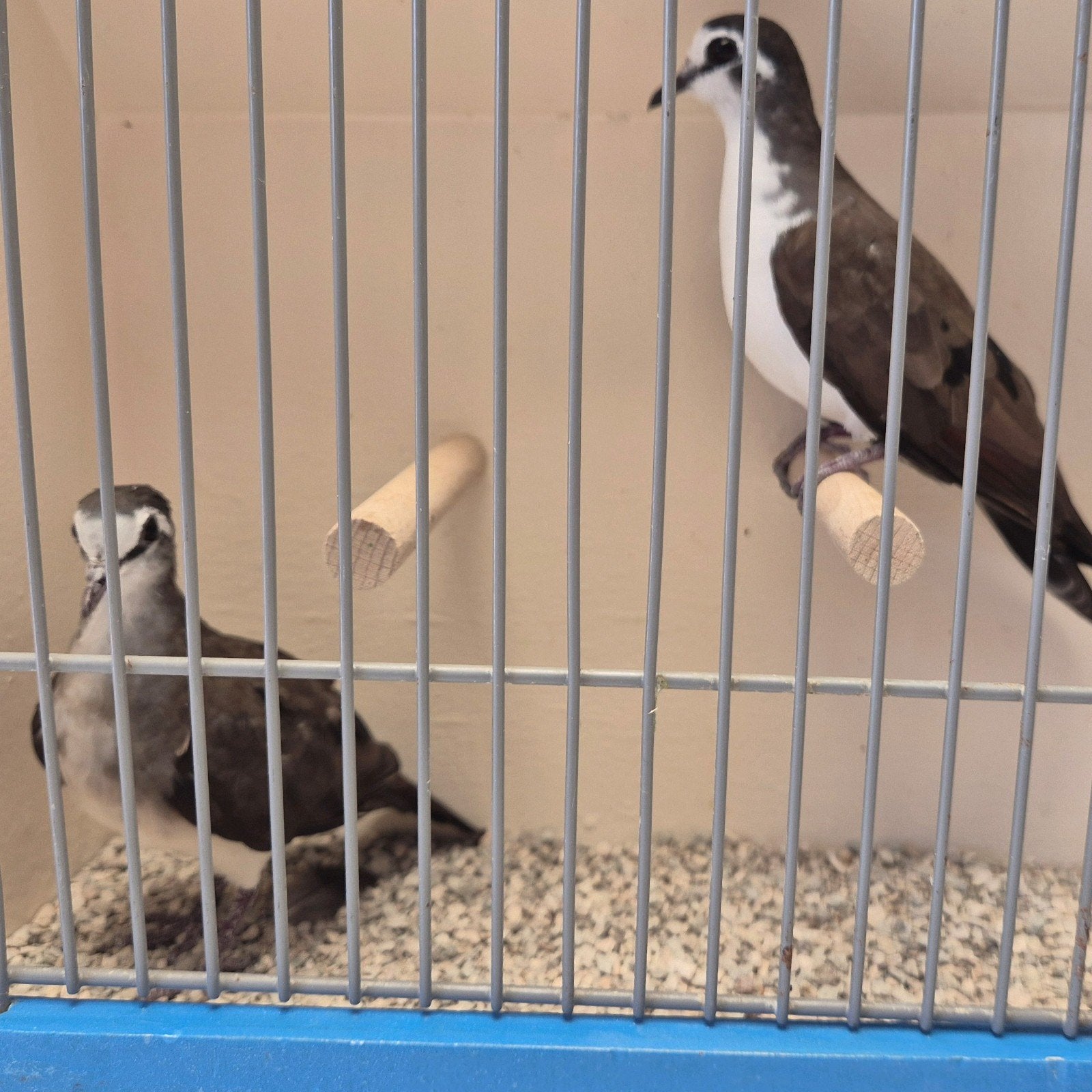 Koppels Tamboerijn duiven, Dieren en Toebehoren, Vogels | Overige Vogels, Meerdere dieren