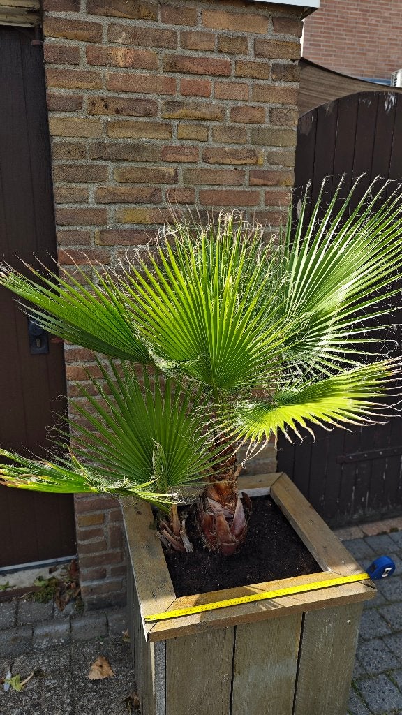 Palmboom, Ophalen, Vierkant, Zo goed als nieuw, 60 tot 100 cm
