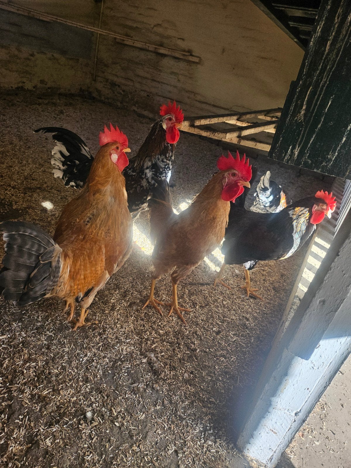 haantjes 5 stuks, Dieren en Toebehoren, Pluimvee, Mannelijk, Kip