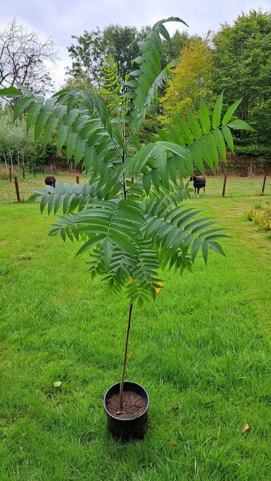 DIVERSE MATEN FLUWEELBOMEN AZIJNBOOM RHUS TYPHINA BOOM PLANT, Ophalen, In pot, Volle zon, Overige soorten