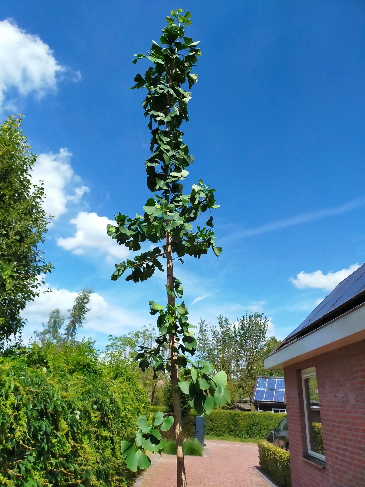 Gingko biloba, Bloeit niet, Overige soorten, 250 tot 400 cm, Ophalen