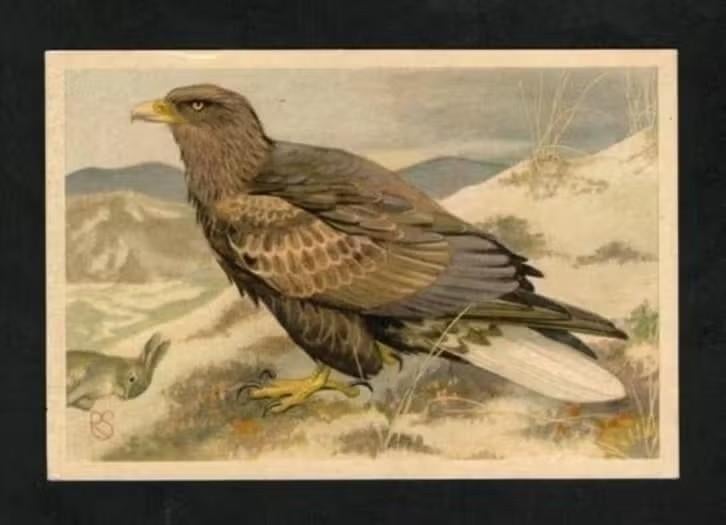 Roofvogel Zeearend (12)., Ophalen of Verzenden, 1960 tot 1980, Vogel
