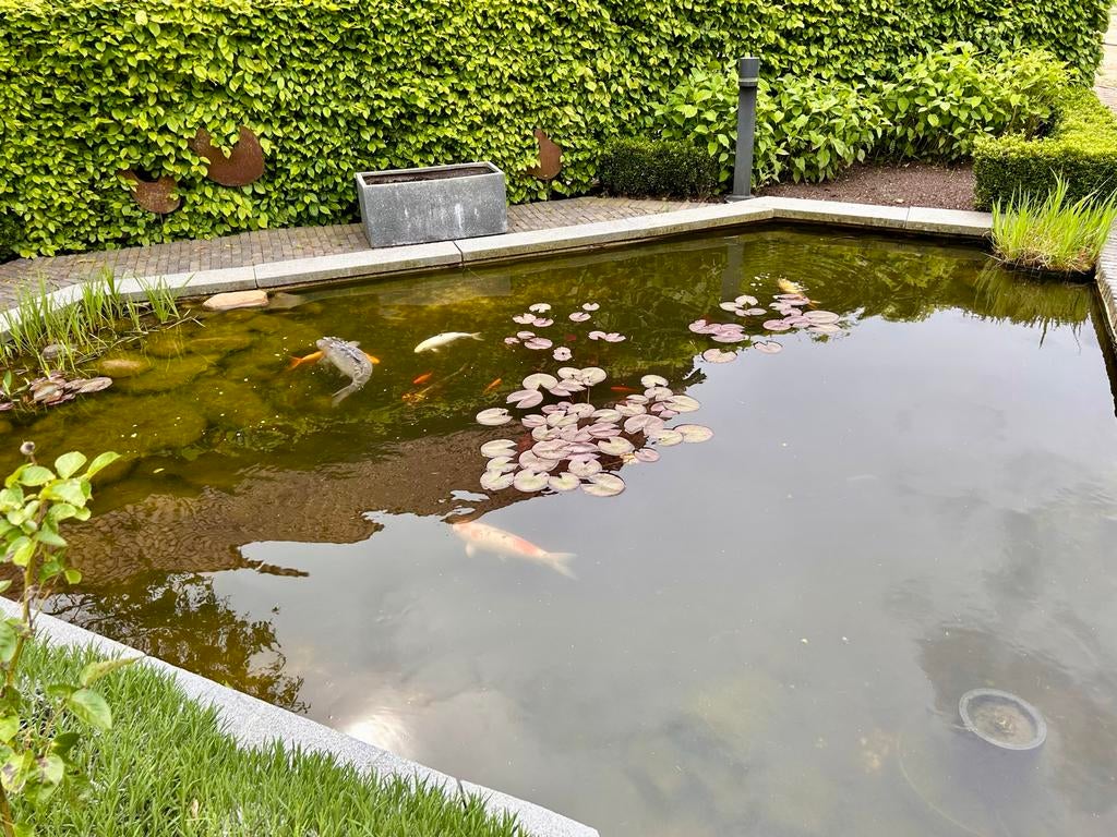 Koikarper, Ghostkarpers en Goudwinde ter overname, Karper of Koi