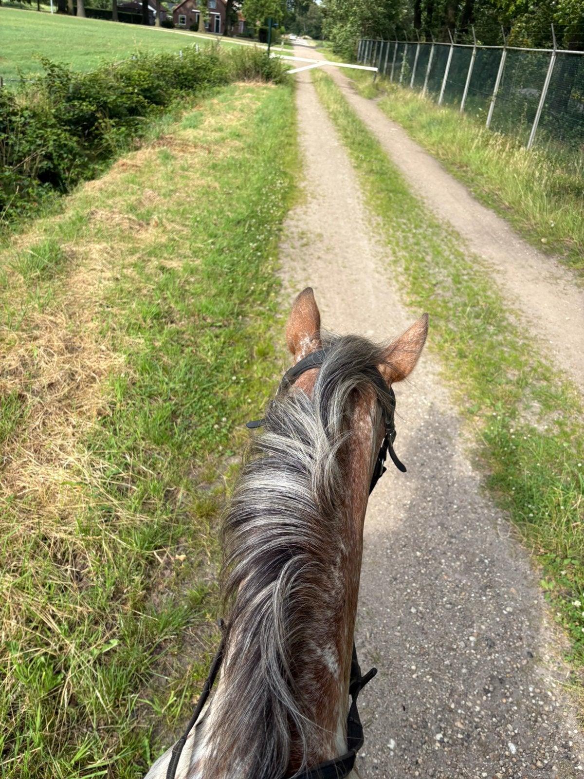 Bijrijdpaard/pony gezocht, Verzorging of Verzorgpony's