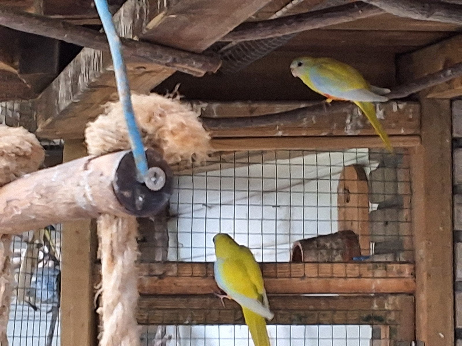 diverse roodbuik turquoisines, Meerdere dieren, Parkiet, Geringd