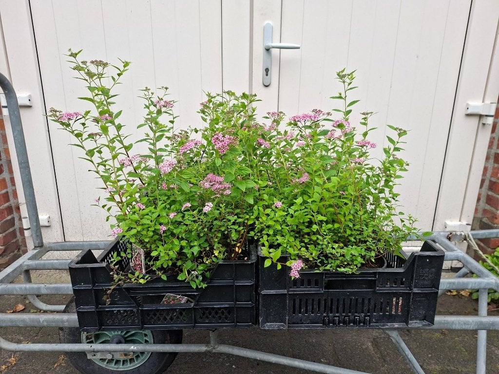 Bloeiende Spiraea 'Little Princess' (Spierstruik) in pot!, Ophalen, Overige soorten, Minder dan 100 cm