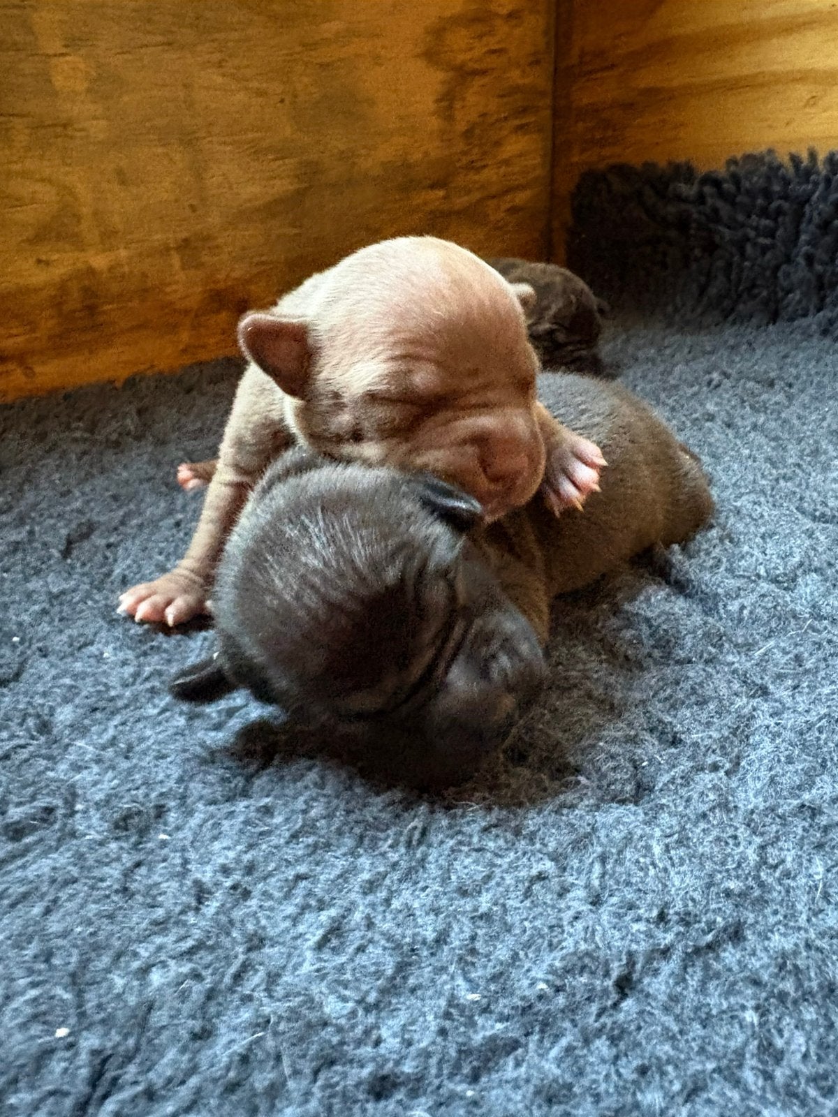 Pitbull puppies // 2 reutjes beschikbaar, 8 tot 15 weken, Meerdere, Meerdere dieren, CDV (hondenziekte)