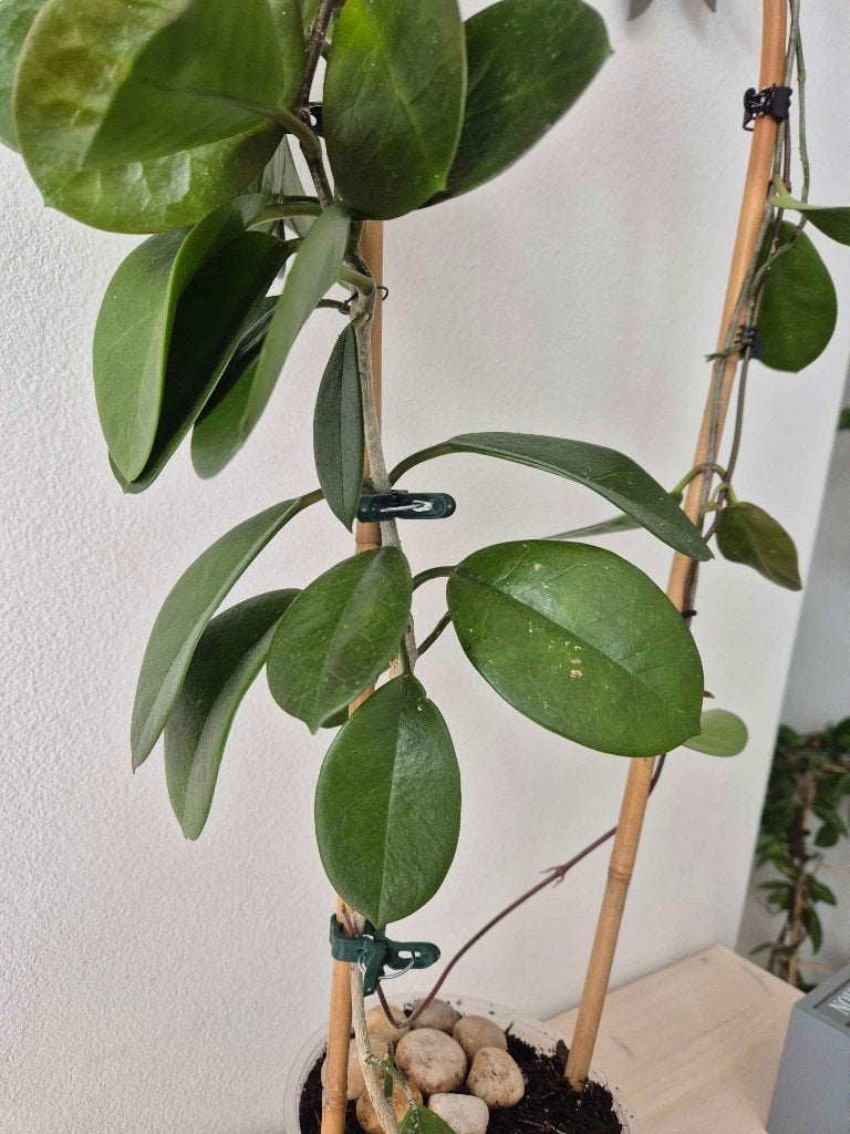 Hoya australis, Huis en Inrichting, Kamerplanten, Bloeiende kamerplant, Ophalen, Halfschaduw, Minder dan 100 cm