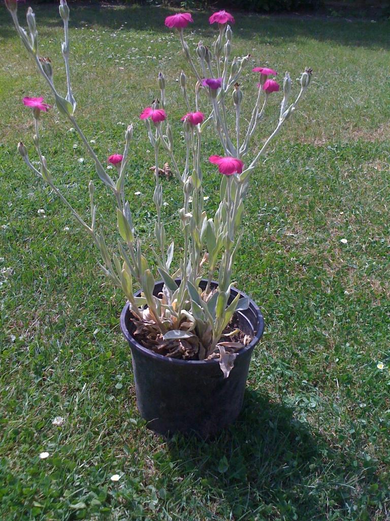 Prikneus, Tuin en Terras, Tweejarig, Halfschaduw, Zomer, Ophalen