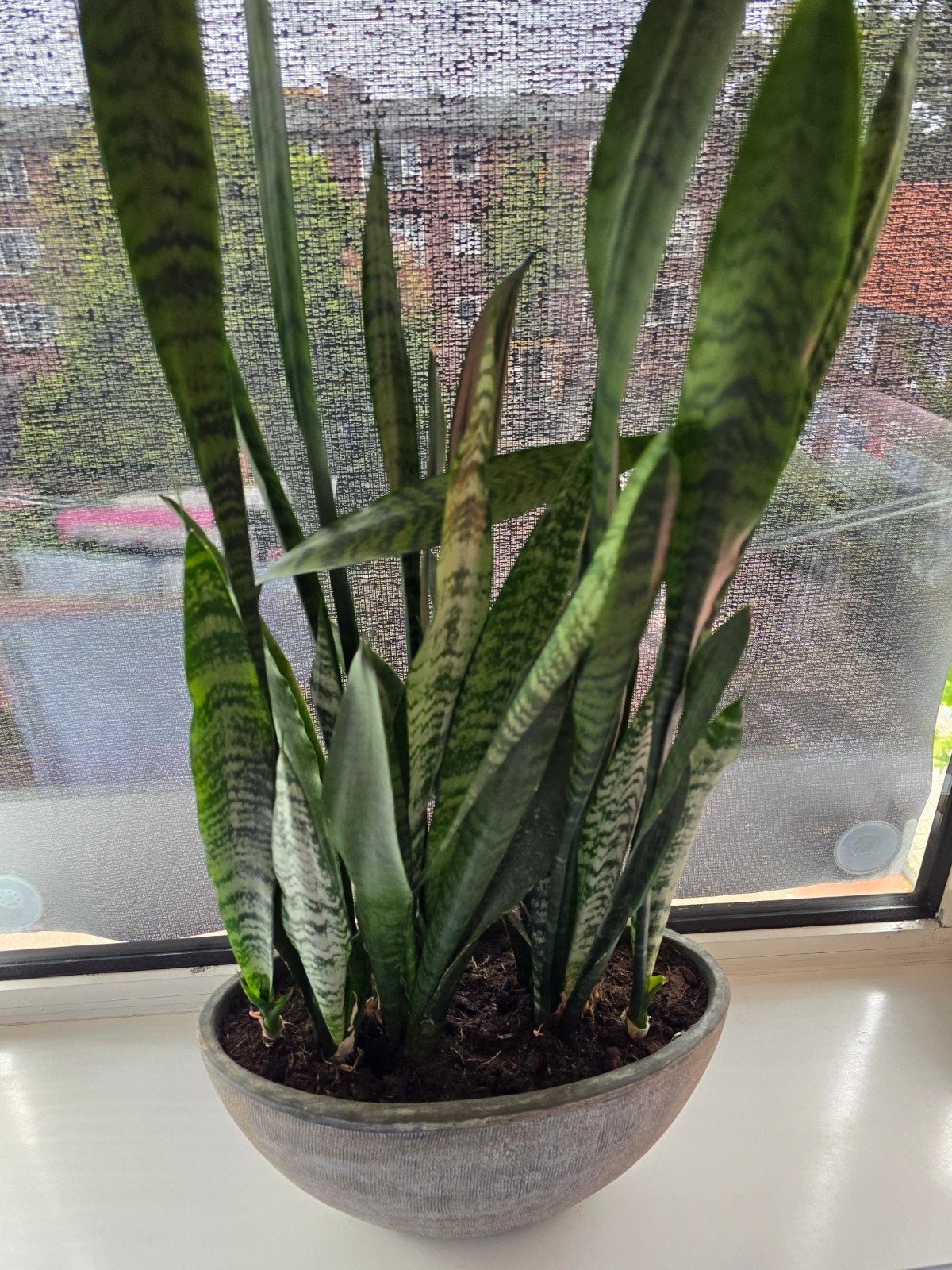 Diverse planten te koop aangeboden, Vaste plant, Bloeit niet, Halfschaduw, Ophalen
