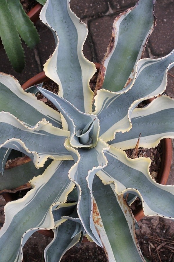 Agave Gypsophilla "Ivory Curls", Overige soorten, Vaste plant, Ophalen of Verzenden, Bloeit niet