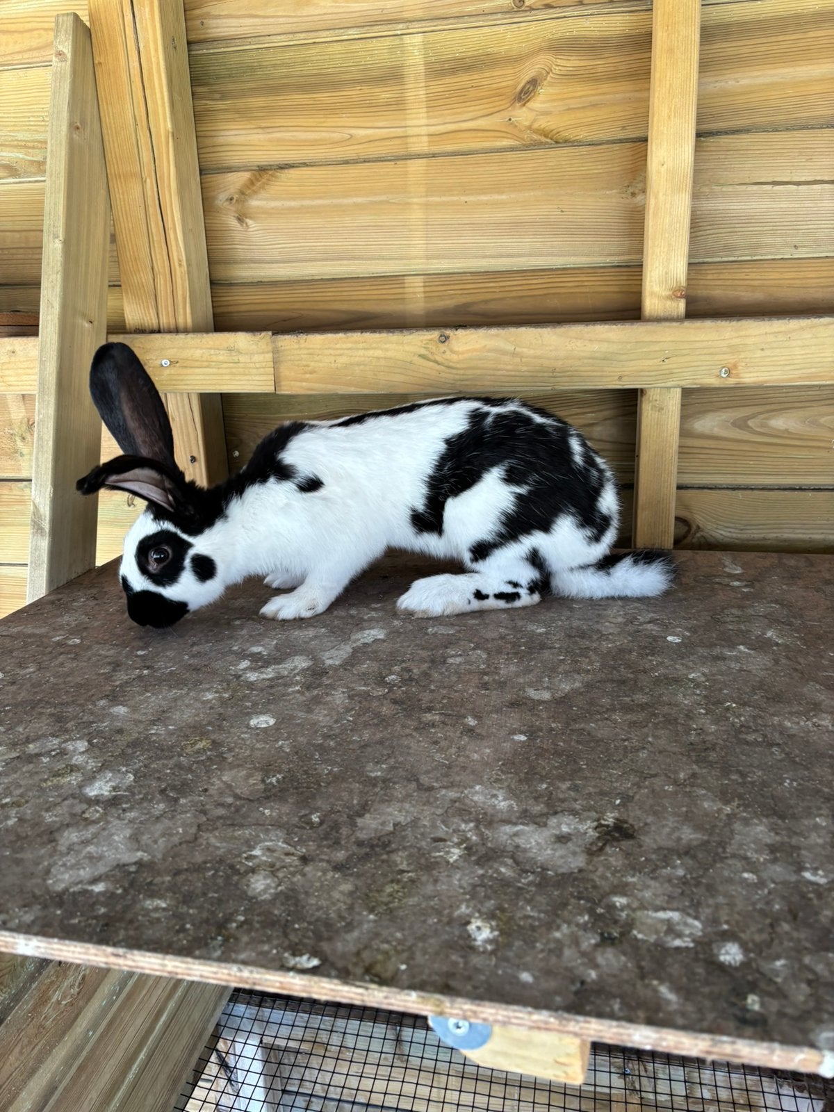 Lotharinger ram, Dieren en Toebehoren, Mannelijk, Groot, 0 tot 2 jaar