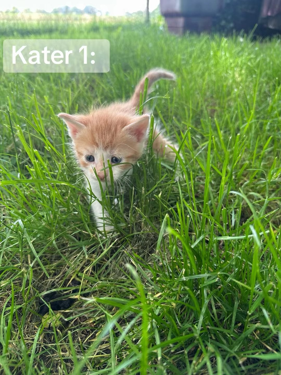 Boerderij kittens, Meerdere dieren
