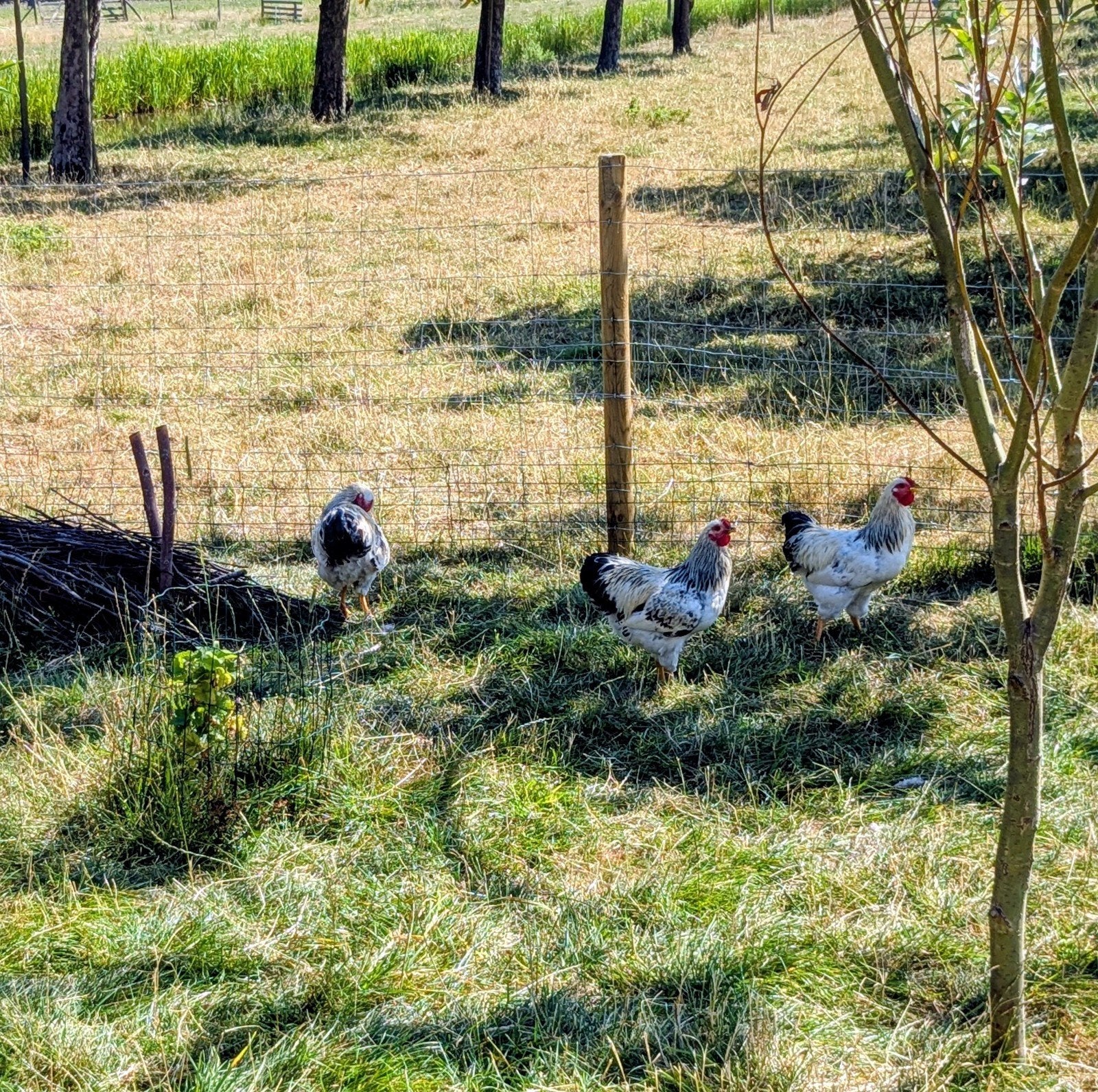 jonge hanen, Dieren en Toebehoren, Mannelijk, Kip