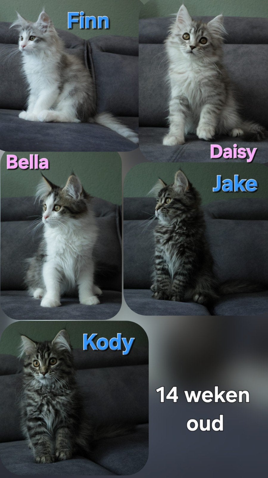 Maine Coon-Mix kittens zoeken nieuwe Baasjes (mogen al mee), Meerdere dieren, Ontwormd, 0 tot 2 jaar