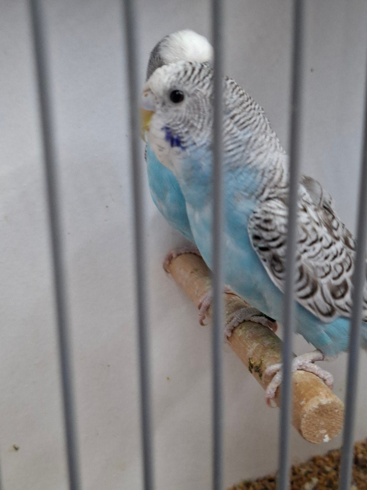 Koppel blauw Melanastic parkieten kanssplit blackface, Meerdere dieren, Parkiet