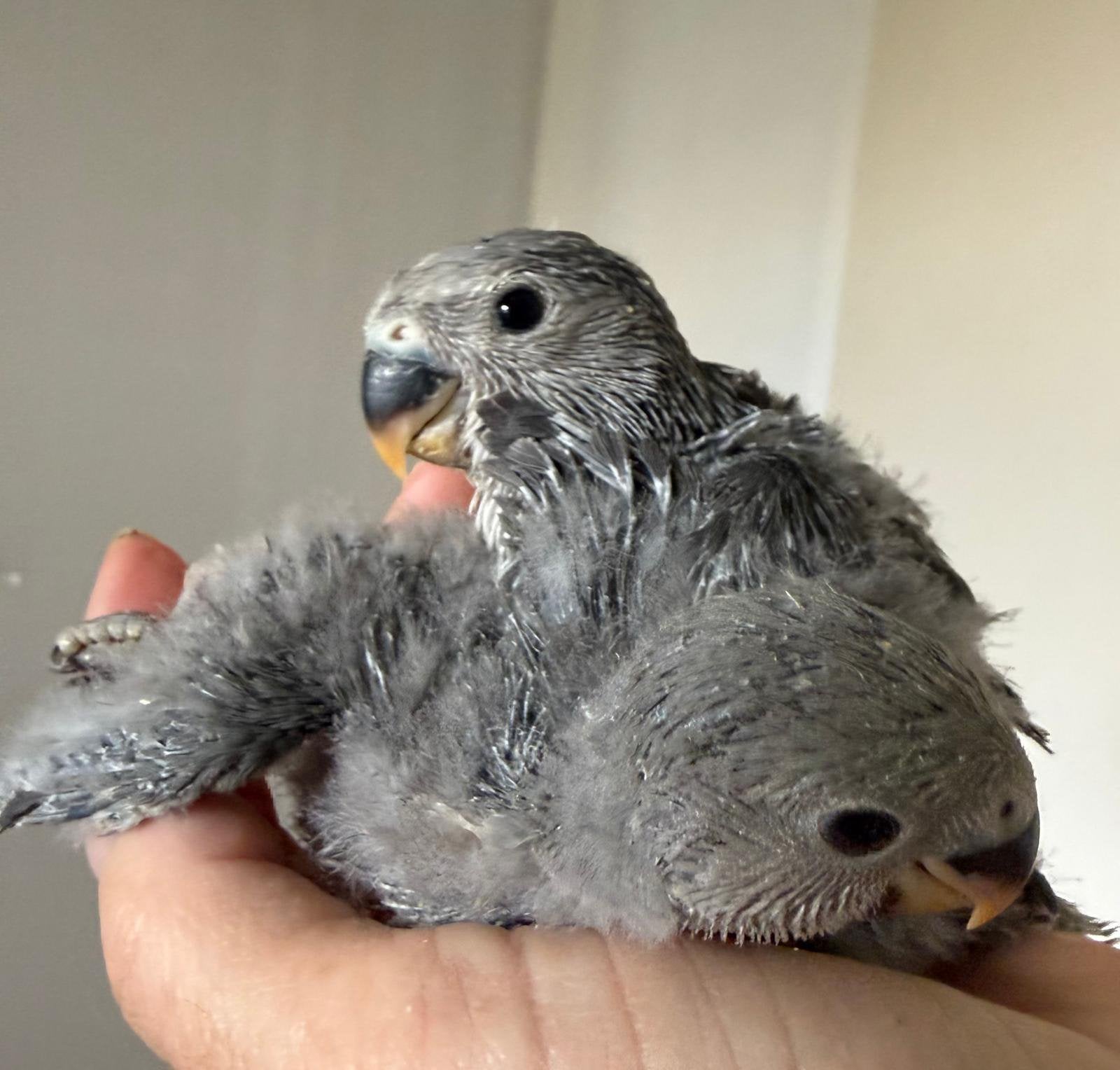 Lieve handtamme agapornissen, Dieren en Toebehoren, Vogels | Parkieten en Papegaaien, Geslacht onbekend, Dwergpapegaai of Agapornis