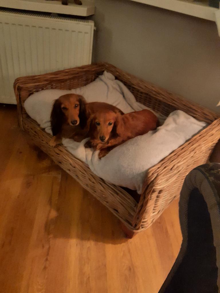 Wie maakt ons blij ?, 6 jaar of ouder, Dwerg, Meerdere dieren, Eén hond