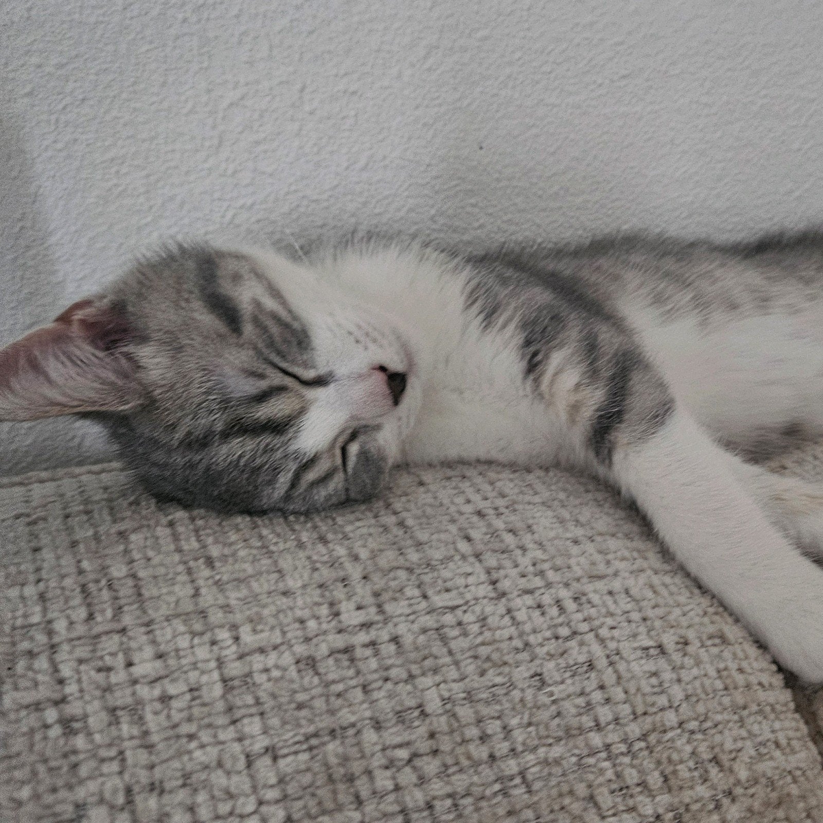 kitten van 6 manden, Dieren en Toebehoren, Kater, 0 tot 2 jaar
