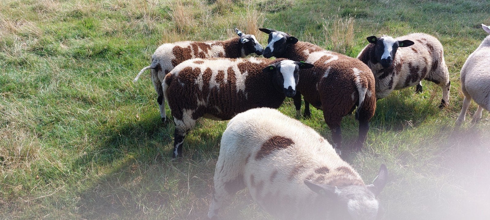 bonte rammen 2026, Dieren en Toebehoren, Schapen, Geiten en Varkens