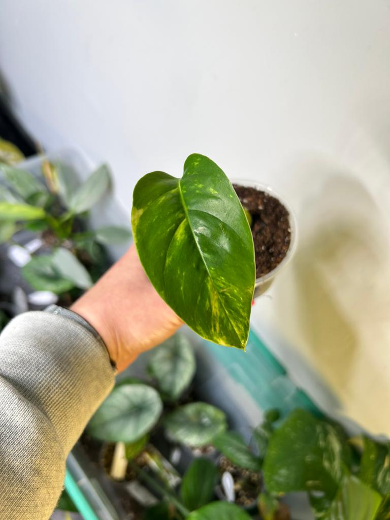 Gewortelde Epipremnum Sunburst stek, Huis en Inrichting, Kamerplanten, Overige soorten, In pot, Minder dan 100 cm, Groene kamerplant