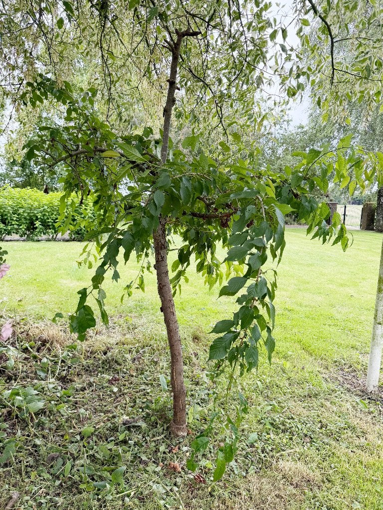 Japanse sierkers (Prunus serrulata), Tuin en Terras, Ophalen, Halfschaduw, Overige soorten